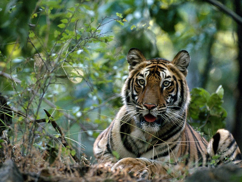 Royal Bengal tiger walking in forest natural habitat wildlife India