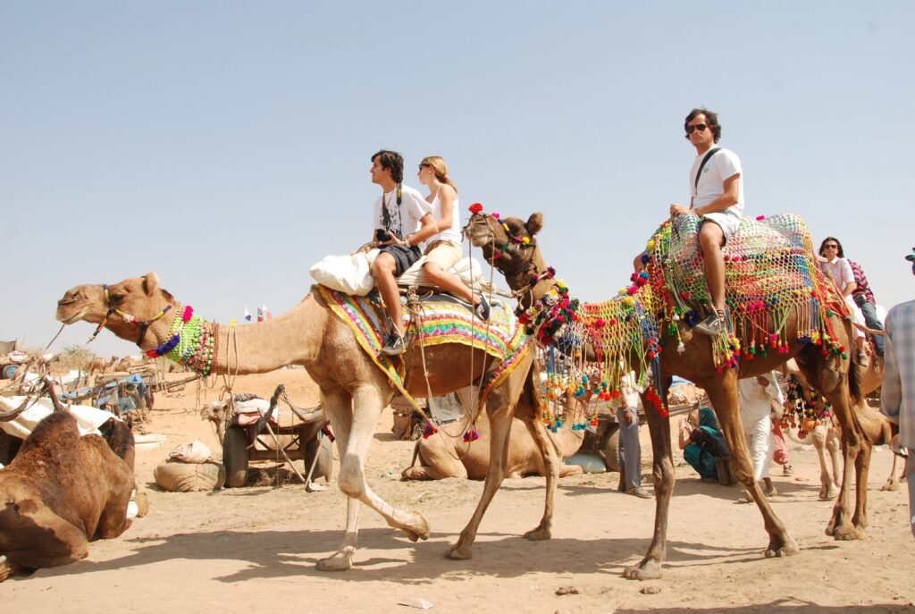 tourists riding decorated camels in rajasthan desert safari cultural travel india