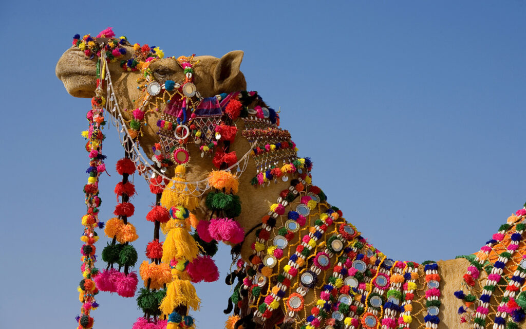 decorated camel with colorful ornaments in rajasthan desert cultural tourism india