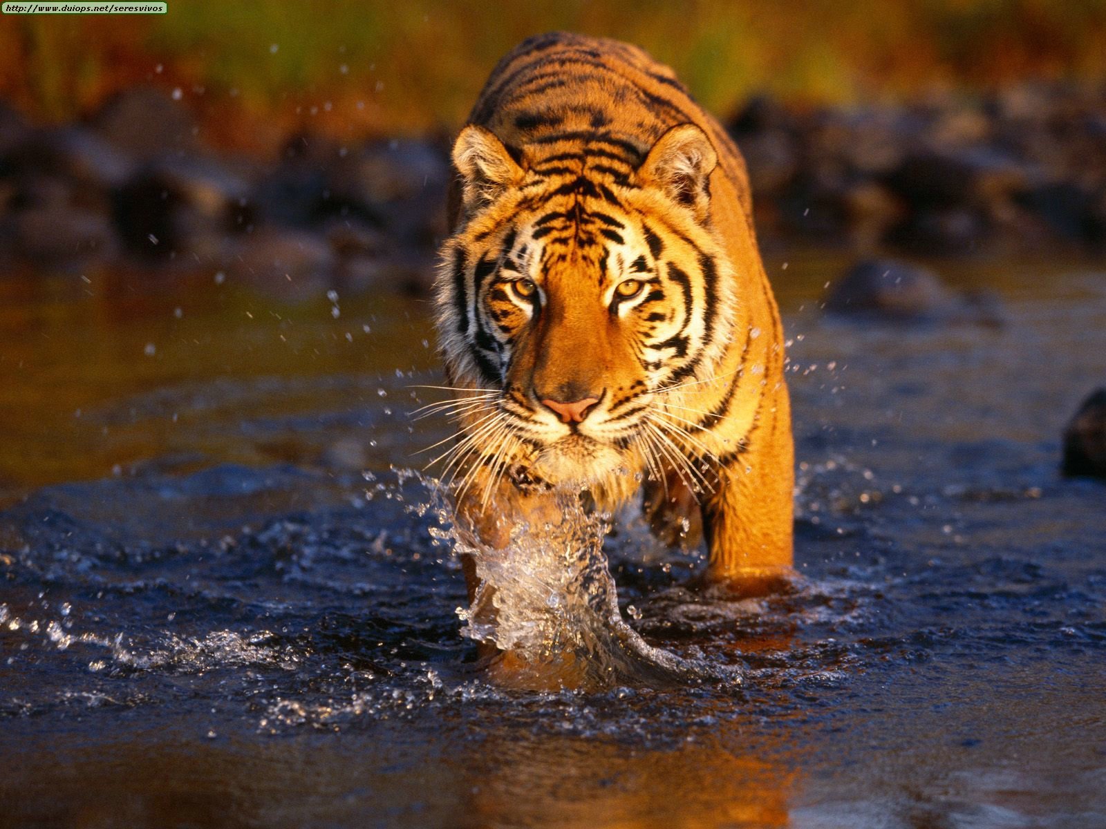 Royal Bengal tiger walking through river in forest natural habitat wildlife India