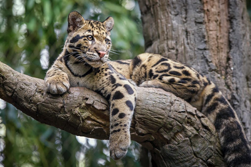 bhutan wildlife tour